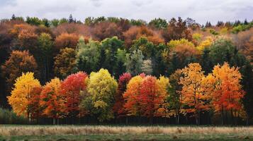 Autumn forest. Colorful trees in autumn forest. photo