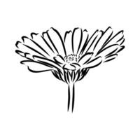 calendula flower sketch vector