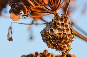 Delving into the Fascinating World of Wasp Nests. photo
