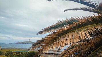 close-up of palm tree branch in cloudy weather against the backdrop of the coast in La Coruna city in Spain. The coast of La Coruna in Spain in bad weather, view of the oldest lighthouse in Europe photo