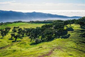 Aerial view of Fanal forest trees on Madeira island, Portugal photo