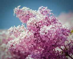 Lilac in spring photo