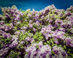 Lilac in spring photo