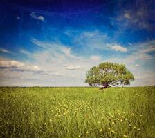 Spring summer green field scenery lanscape with single tree photo