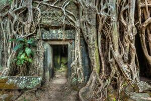 Ancient stone door and tree roots, Ta Prohm temple, Angkor photo