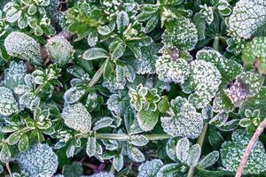 Selective focus. First frost on a frozen field plants, late autumn close-up. Beautiful abstract frozen microcosmos pattern. Freezing weather frost action in nature. Floral backdrop. photo
