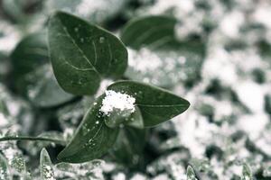 Selective focus. First snow on a frozen field plants, late autumn close-up. Beautiful abstract frozen microcosmos pattern. Freezing weather frost action in nature. Floral backdrop. photo