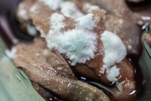 Close up of molds occur on raw pig liver. Moldy food has an undesirable taste and texture and may have green or white fuzzy spots. photo