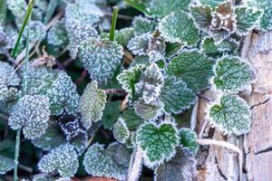Selective focus. First frost on a frozen field plants, late autumn close-up. Beautiful abstract frozen microcosmos pattern. Freezing weather frost action in nature. Floral backdrop. photo