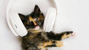 Cute fluffy kitten cat in white musical headphones lies and rests on a white soft blanket and looking at camera. Funny kitten resting and listening to music. photo