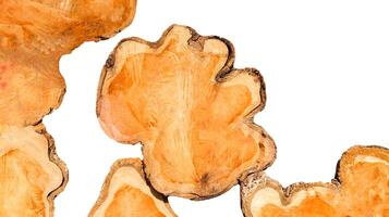 Cut-out image of a cross-section of a log on a white background with clipping paths. photo