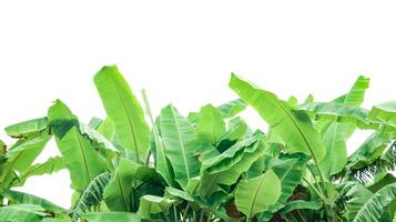 Cut out of banana tree and leaves with clipping path on white background. photo