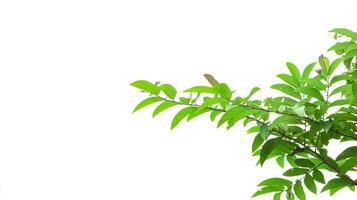 A cut-out of tree top leaves on a white background with clipping paths. photo
