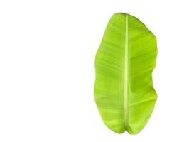 Cut out of banana leaf with clipping path on white background. photo