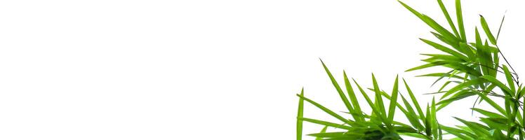 A cut-out of bamboo top leaves on a white background with clipping paths for card making. photo