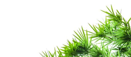 A cut-out of bamboo top leaves on a white background with clipping paths for card making. photo