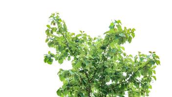 A cut-out of a teak tree on a white background with clipping paths. photo