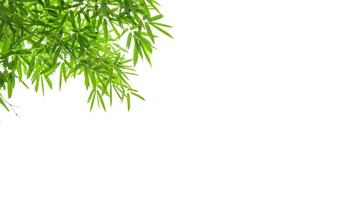 A cut-out of bamboo top leaves on a white background with clipping paths for card making. photo