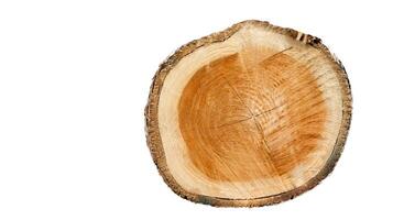 Cut-out image of a cross-section of a log on a white background with clipping paths. photo