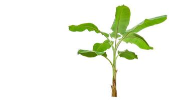 Cut out of banana tree and leaves with clipping path on white background. photo
