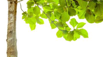A cut-out of a teak tree on a white background with clipping paths. photo