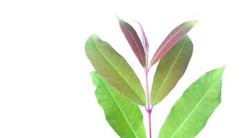 A cut-out of tree top leaves on a white background with clipping paths. photo