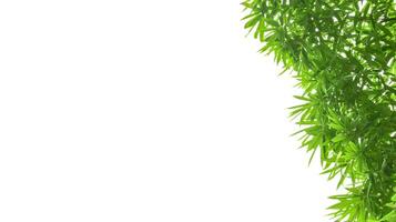 A cut-out of bamboo top leaves on a white background with clipping paths for card making. photo
