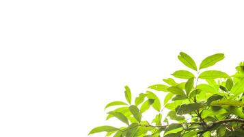 A cut-out of tree top leaves on a white background with clipping paths for card making. photo