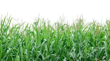 Image of a corn plant with detailed clipping paths on a white background. photo