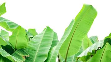 Cut out of banana tree and leaves with clipping path on white background. photo