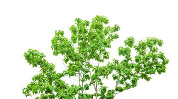 A cut-out of a teak tree on a white background with clipping paths. photo