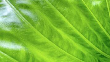 A close-up photograph of a green leaf with its veins clearly visible. photo