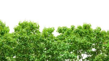 A cut-out of a teak tree on a white background with clipping paths. photo