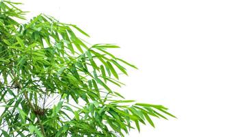 A cut-out of bamboo top leaves on a white background with clipping paths. photo