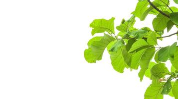 A cut-out of tree top leaves on a white background with clipping paths. photo