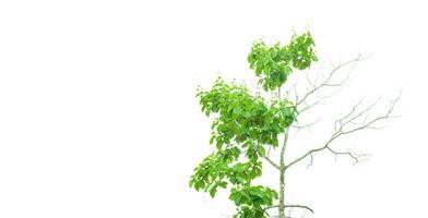 A cut-out of a teak tree on a white background with clipping paths. photo