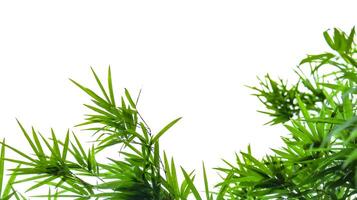 A cut-out of bamboo top leaves on a white background with clipping paths for card making. photo