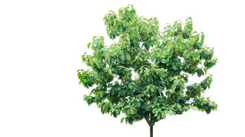 A cut-out of a teak tree on a white background with clipping paths. photo