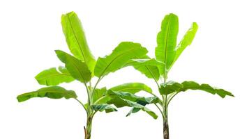 Cut out of banana tree and leaves with clipping path on white background. photo