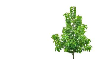 A cut-out of a teak tree on a white background with clipping paths. photo