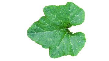 Cut-out image of pumpkin leaves with clipping paths on a white background. photo