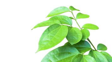 A cut-out of tree top leaves on a white background with clipping paths. photo