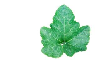Cut-out image of pumpkin leaves with clipping paths on a white background. photo