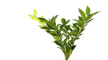 A cut-out of tree top leaves on a white background with clipping paths. photo