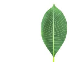 A cut-out of tree top leaves on a white background with clipping paths. photo