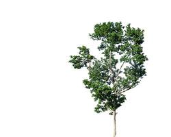 A cut-out of tree top leaves on a white background with clipping paths. photo