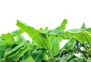 Cut out of banana tree and leaves with clipping path on white background. photo