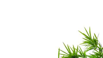 A cut-out of bamboo top leaves on a white background with clipping paths for card making. photo