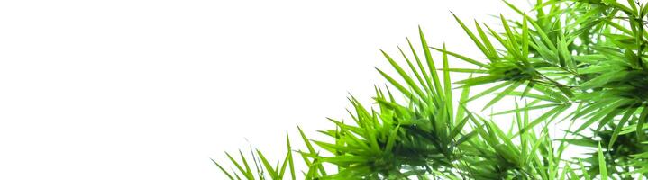 A cut-out of bamboo top leaves on a white background with clipping paths for card making. photo