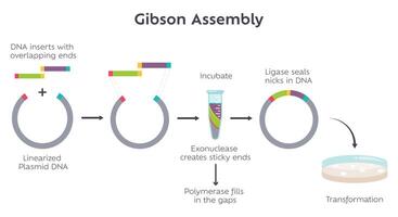 Gibson Assembly molecular cloning method diagram vector
